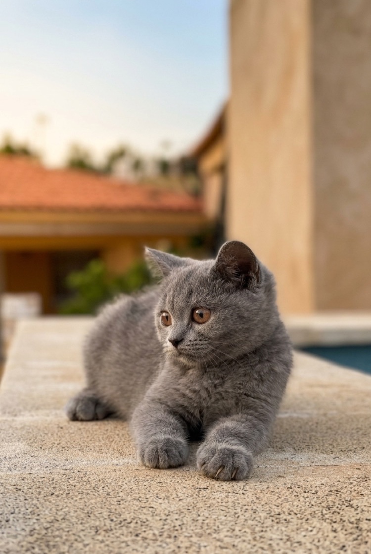 Camada British Shorthair